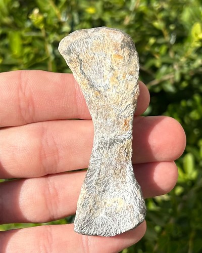 Oudenodon tibia fossile - oudenodon,