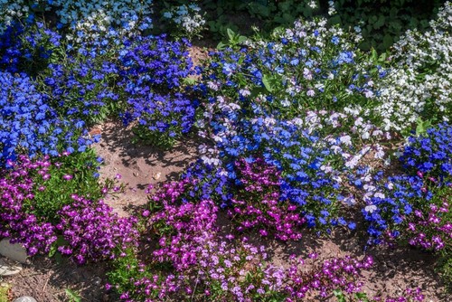 Biancheria letto lobelia - da,