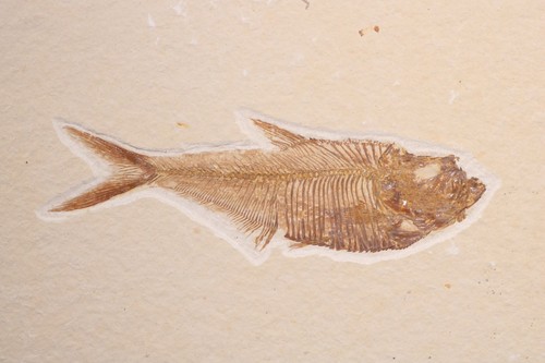 Stupendo pesce fossile