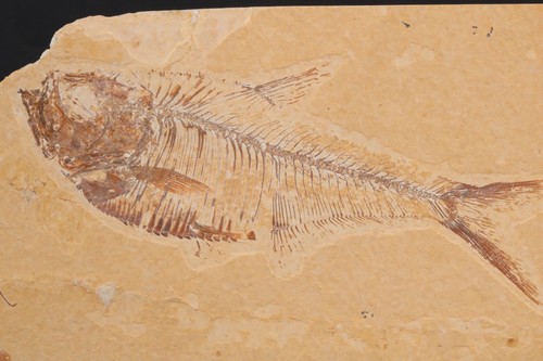 Pesce fossile diplomystos - pesce, 4,3"