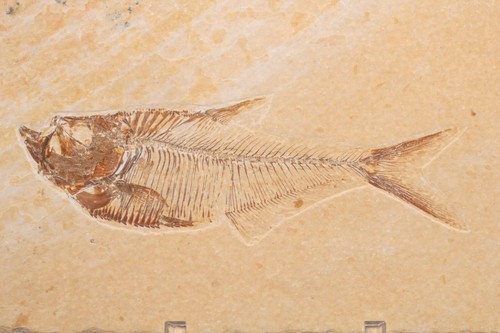 Pesce fossile diplomystos - pesce,