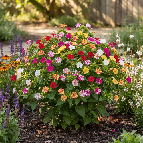 Quattro ore mirabilis jalapa - mirabilis,