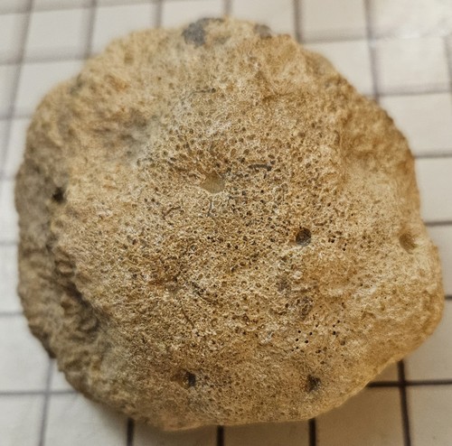 Spugna fossile triassica