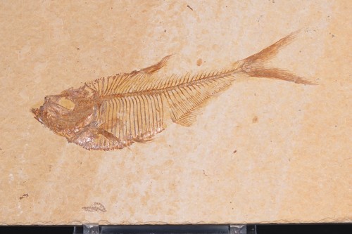 Bel pesce fossile diplomystos - fossile,