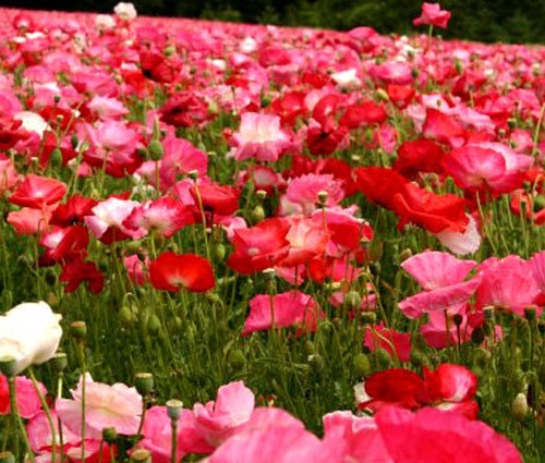 Poppy cascade pocket - poppy,
