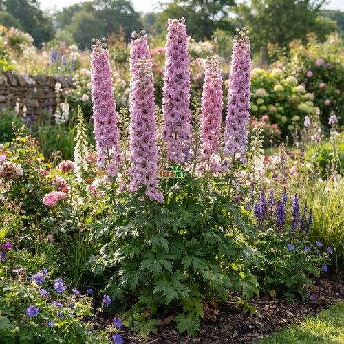 Delphinium astolat - delphinium,