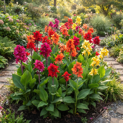 Canna indica mix - mix,