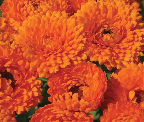 Calendula geisha girl - geisha,