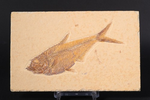 Stupendo pesce fossile