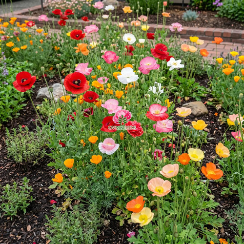 Poppy cascade pocket - poppy,
