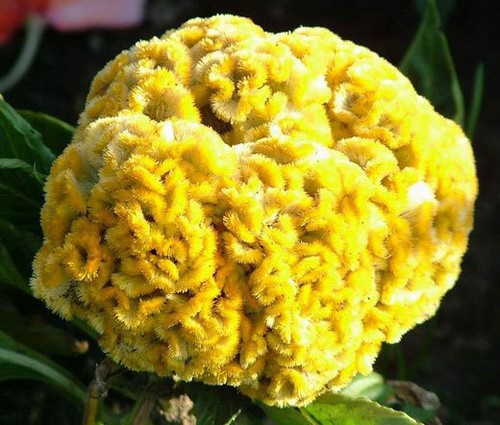 Cockscomb nana gialla celosia - cockscomb,