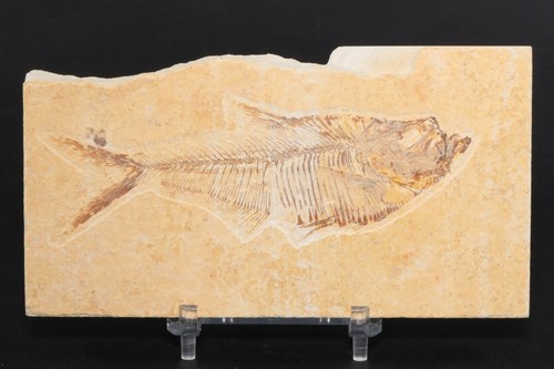 Pesce fossile diplomystos - pesce,