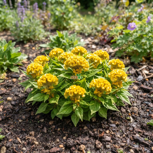 Cockscomb nana gialla celosia - gialla,