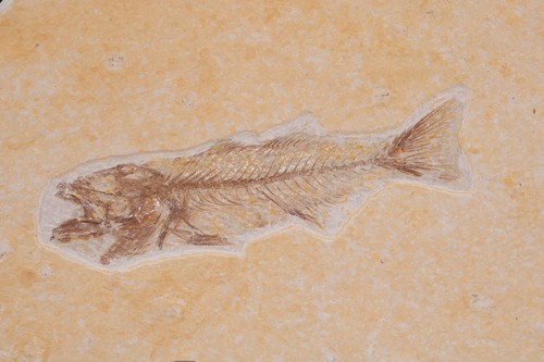 Pesce fossile anfiplaga - , 3,2"