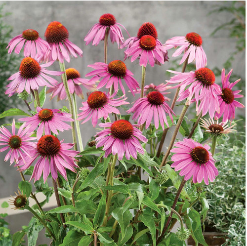 Erba coneflower echinacea - coneflower,