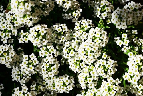 Dolce alyssum bianco panno - alyssum,